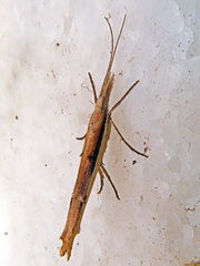 Ypsolopha mucronella