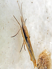 Ypsolopha mucronella