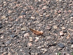 Dissosteira carolina