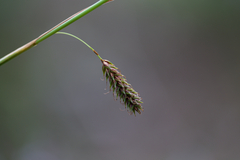 Carex binervis