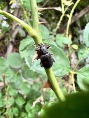 Otiorhynchus meridionalis