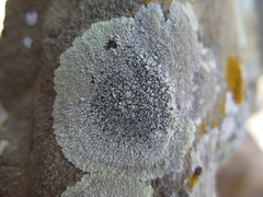 Dimelaena oreina