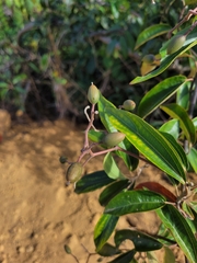 Sparattanthelium botocudorum