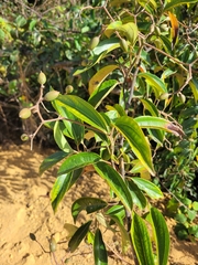 Sparattanthelium botocudorum