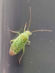 Orthotylus flavosparsus
