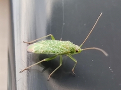 Orthotylus flavosparsus