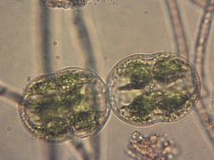 Cosmarium pseudoconnatum