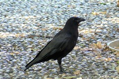 Corvus corone