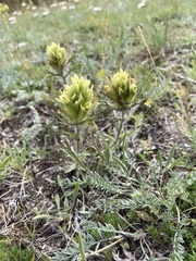 Castilleja hyperborea