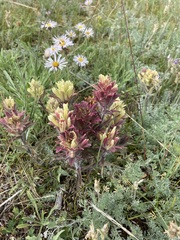 Castilleja hyperborea
