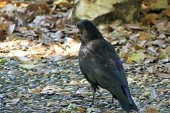 Corvus corone