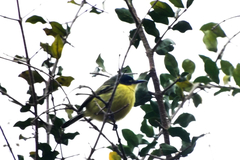 Todirostrum cinereum