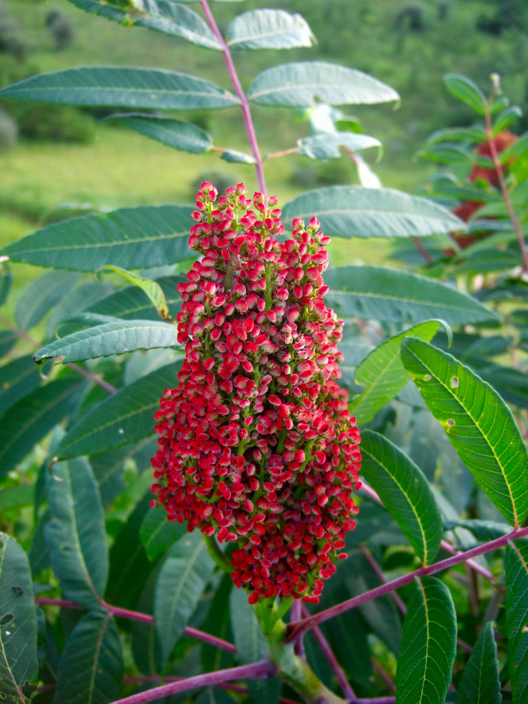 Smooth Sumac (Vascular Plants of Lost Cove Farm) · iNaturalist