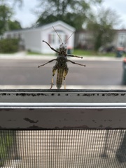 Melanoplus differentialis