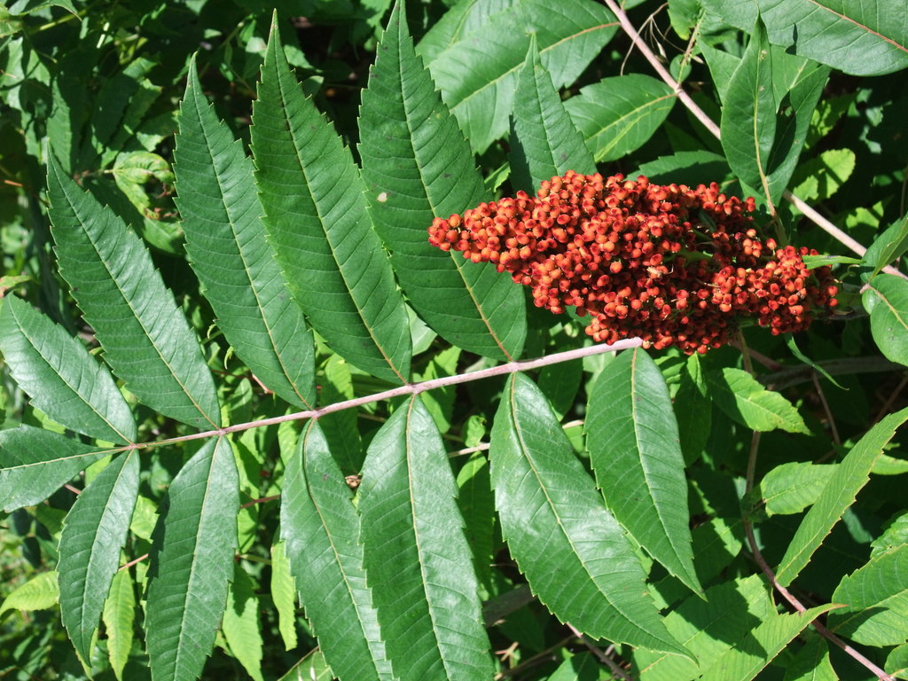 Smooth Sumac (Vascular Plants of Lost Cove Farm) · iNaturalist
