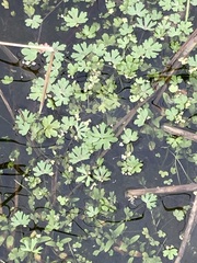 Ranunculus gmelinii purshii