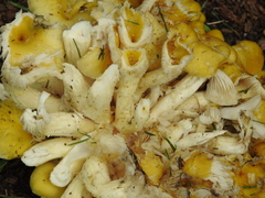 Pleurotus citrinopileatus