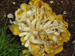 Pleurotus citrinopileatus