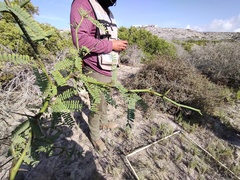 Prosopis articulata