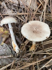 Leucoagaricus brunnescens