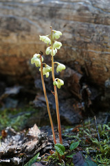 Pyrola chlorantha