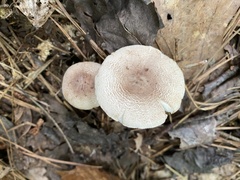Leucoagaricus brunnescens