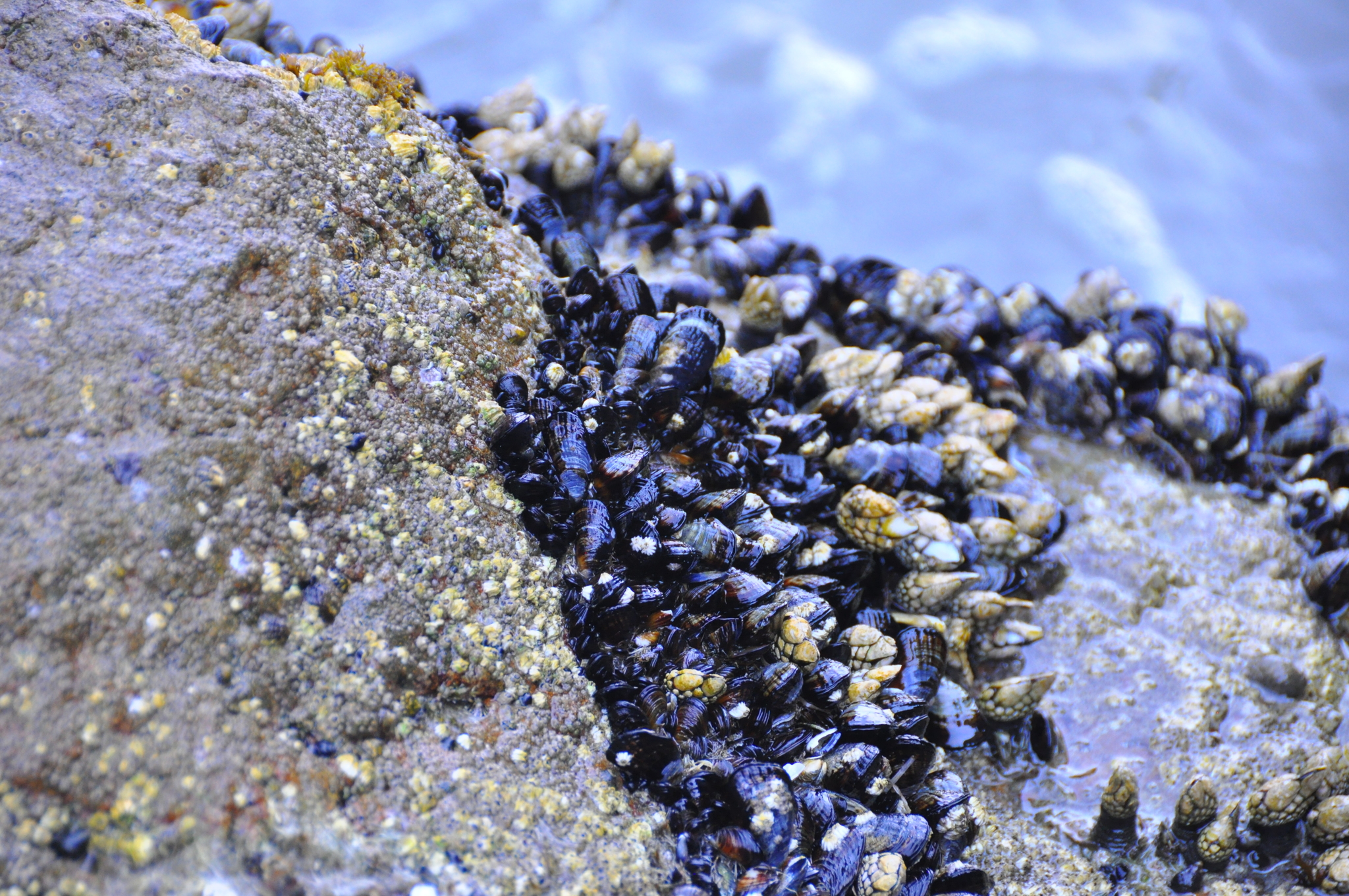 Mejillones, Choros Y Choritos (Familia Mytilidae) · NaturaLista Colombia