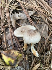 Leucoagaricus brunnescens
