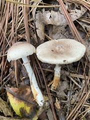 Leucoagaricus brunnescens