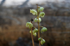 Pyrola chlorantha