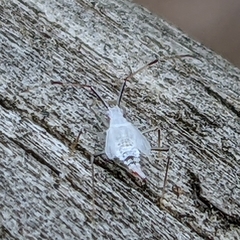 Hyaliodes