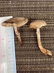 Leucoagaricus brunnescens