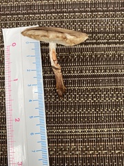 Leucoagaricus brunnescens