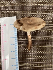 Leucoagaricus brunnescens