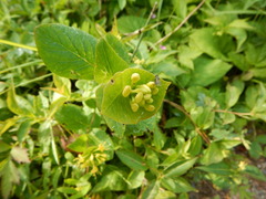 Lonicera hirsuta