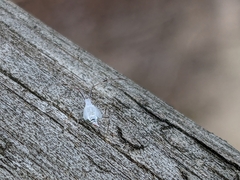 Hyaliodes