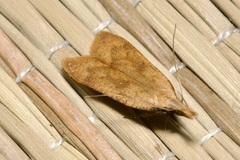 Dichomeris derasella