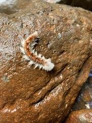 Neopreptos marathusa