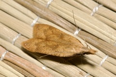 Dichomeris derasella