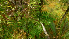 Libocedrus bidwillii