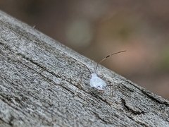 Hyaliodes