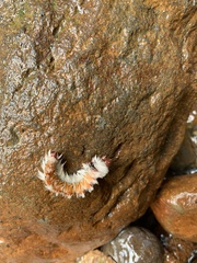 Neopreptos marathusa