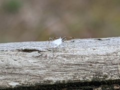 Hyaliodes