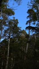 Libocedrus bidwillii