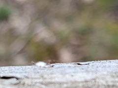 Hyaliodes