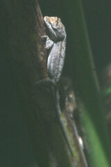 Anolis laeviventris