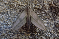 Xylophanes anubus