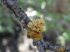 Xanthomendoza concinna