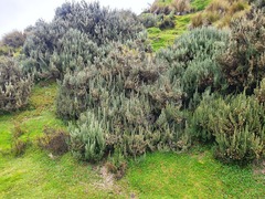 Linochilus rosmarinifolius