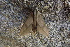 Xylophanes anubus